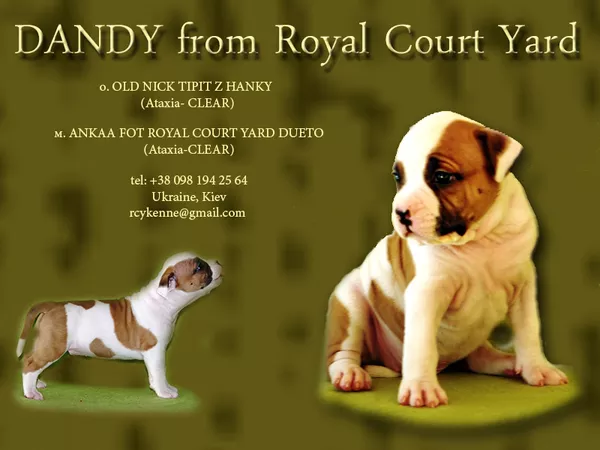 Эксклюзивные крови в Украине. Амстафф Терьера  3