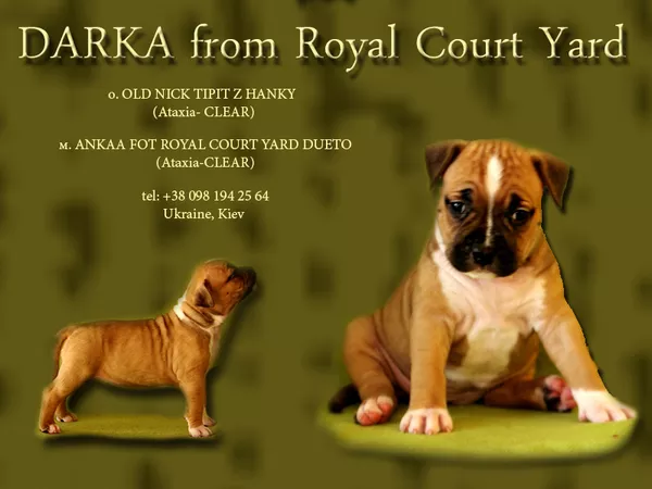 Эксклюзивные крови в Украине. Амстафф Терьера  4