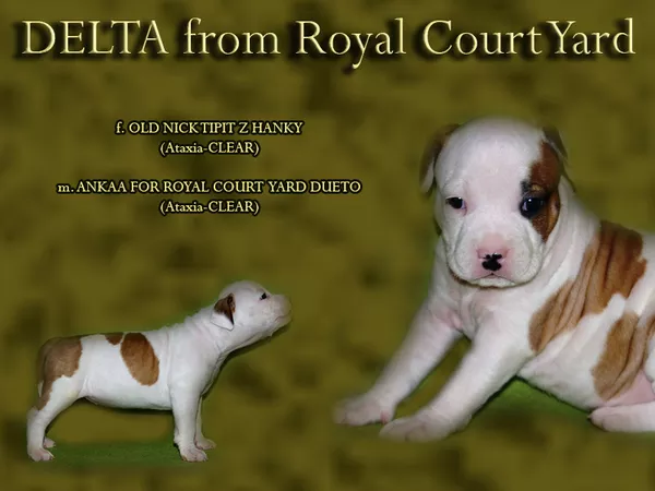 Эксклюзивные крови в Украине. Амстафф Терьера  5