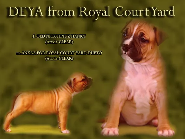 Эксклюзивные крови в Украине. Амстафф Терьера  6