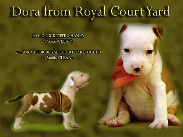 Эксклюзивные крови в Украине. Амстафф Терьера  7