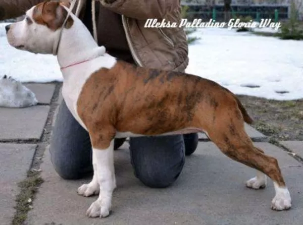 Самые Обаятельные и Привекательные Щенки американского стафордширского 3