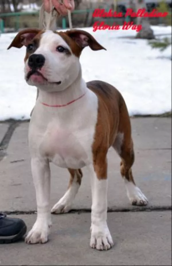 Самые Обаятельные и Привекательные Щенки американского стафордширского 2