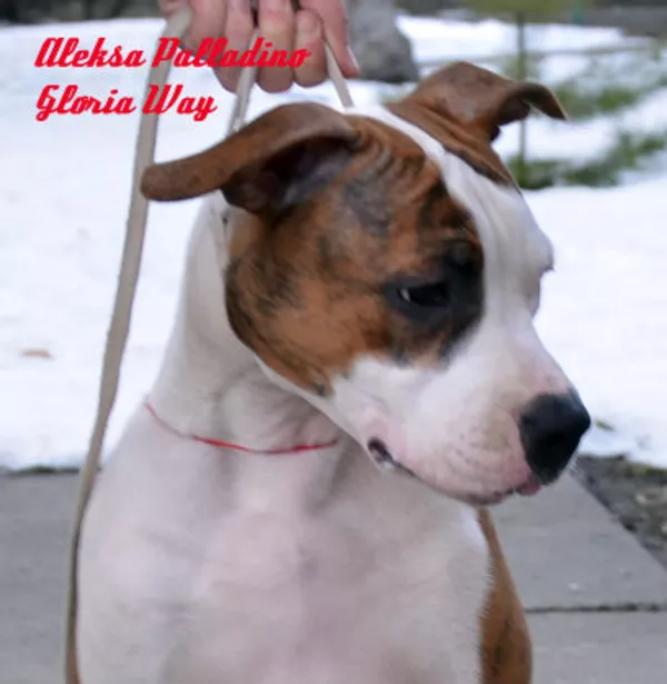 Американский Стаффордширски Терьер щенки с питомника .  6