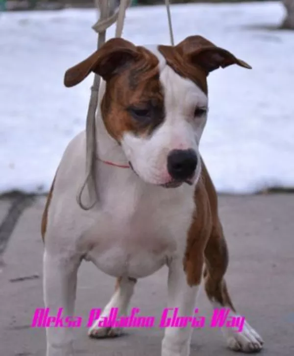 Американский Стаффордширски Терьер щенки с питомника .  5