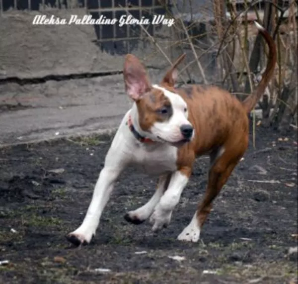 Американский Стаффордширски Терьер щенки с питомника .  7