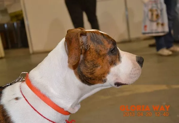 Предлагаются к продаже щенки американского стаффордширського терьера 7