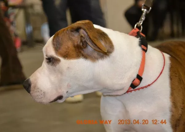 Предлагаются к продаже щенки американского стаффордширського терьера 8