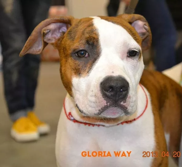 Предлагаются к продаже щенки американского стаффордширського терьера 9