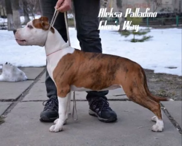 Щенки Американского стаффордширского терьера 4