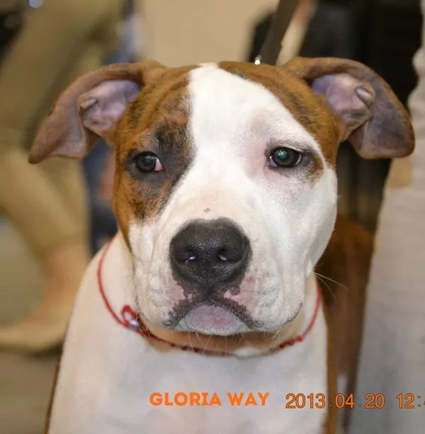 Щенки Американского стаффордширского терьера 3