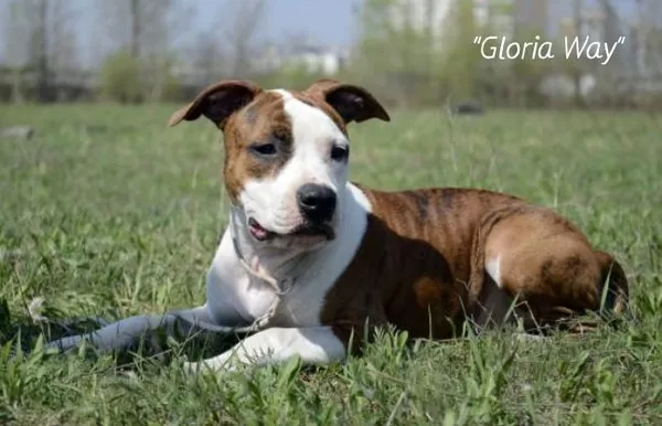 Щенки Американского стаффордширского терьера три сестрички 6