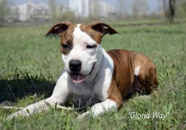 Щенки Американского стаффордширского терьера три сестрички 5