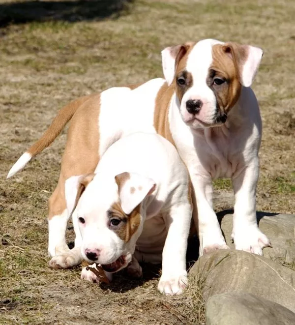 Предлагаем Вашему вниманию высокопородных щенков Американс Стаффорд Т