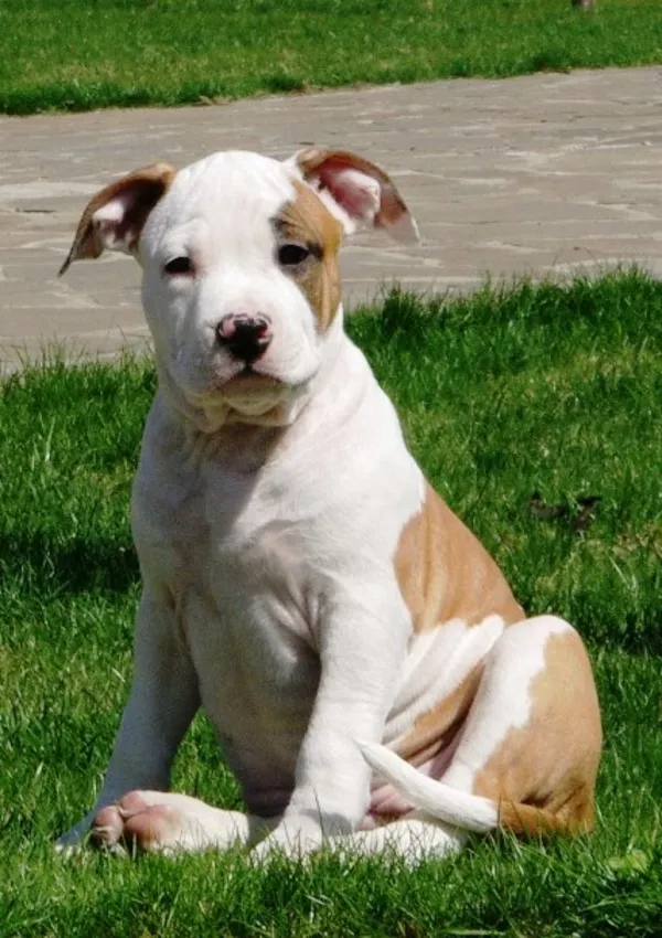 Предлагаем Вашему вниманию высокопородных щенков Американс Стаффорд Т 3