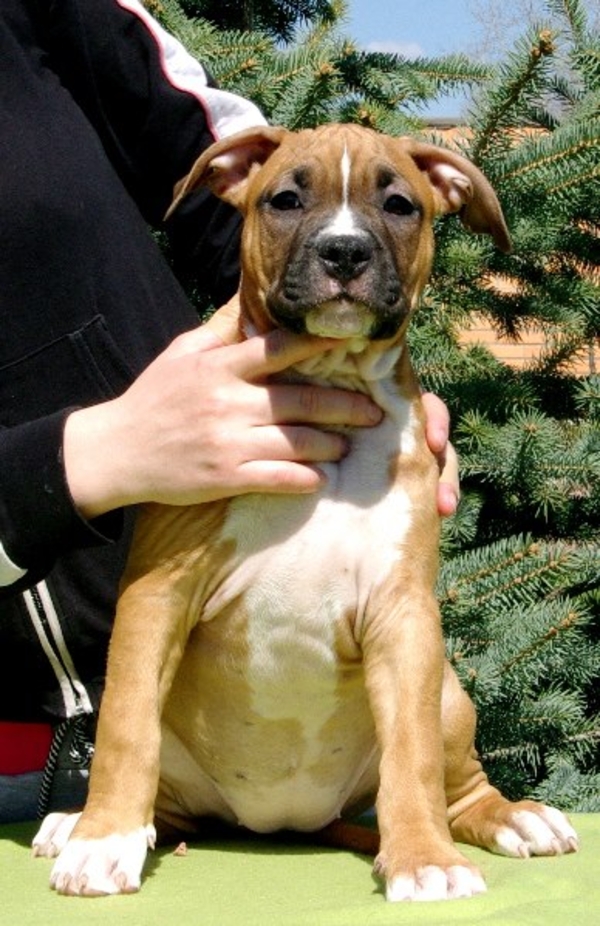 Предлагаем Вашему вниманию высокопородных щенков Американс Стаффорд Т 4