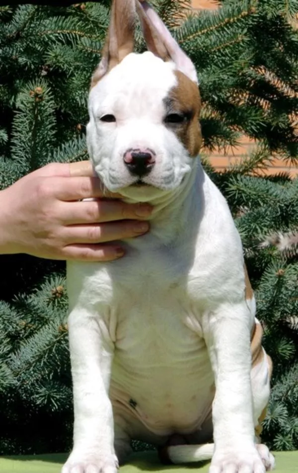 Предлагаем Вашему вниманию высокопородных щенков Американс Стаффорд Т 2