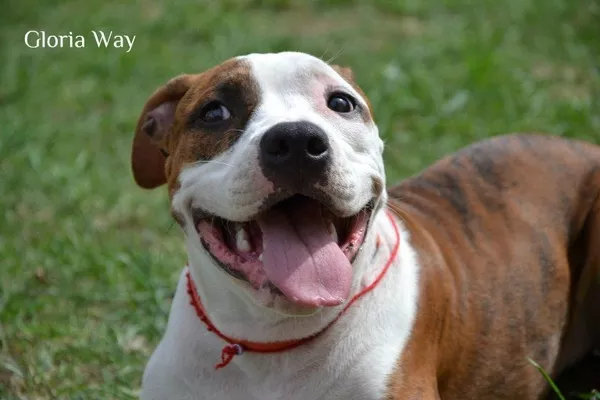 Девочки АСТ амстафф терьер для души и шоу.КСУ 3