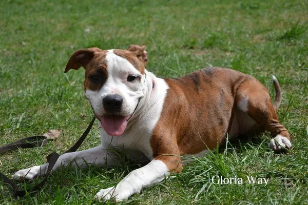 Девочки АСТ амстафф терьер для души и шоу.КСУ 2