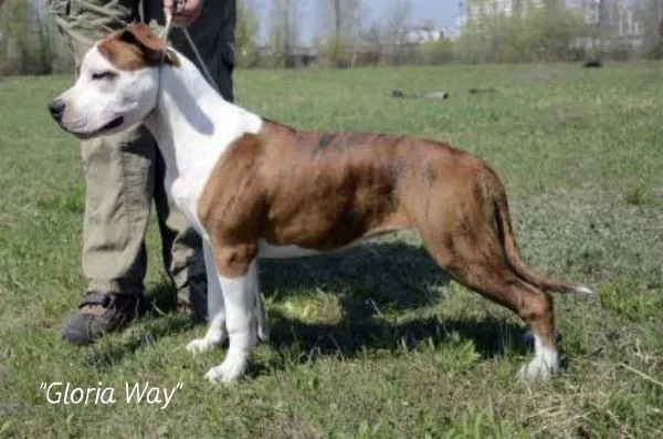 Тигровый щенок девочка Американского Стаффордширского Терьера 2