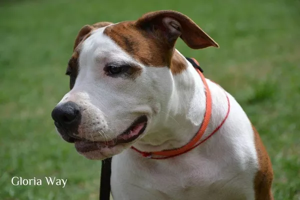 Тигровый щенок девочка Американского Стаффордширского Терьера 3