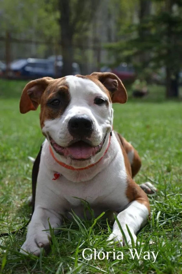 Тигровый щенок девочка Американского Стаффордширского Терьера 4