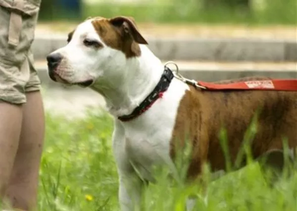 Тигровый щенок девочка Американского Стаффордширского Терьера 5