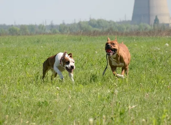 Тигровый щенок девочка Американского Стаффордширского Терьера 7