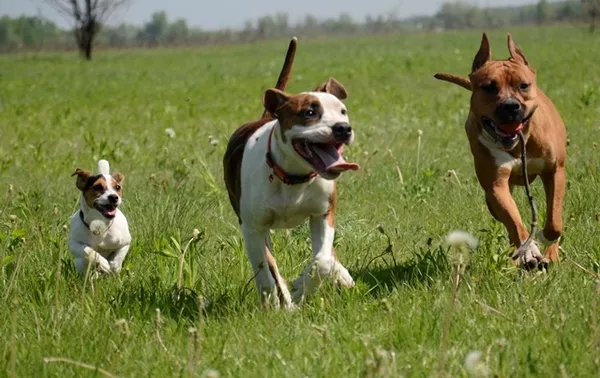 Тигровый щенок девочка Американского Стаффордширского Терьера 8