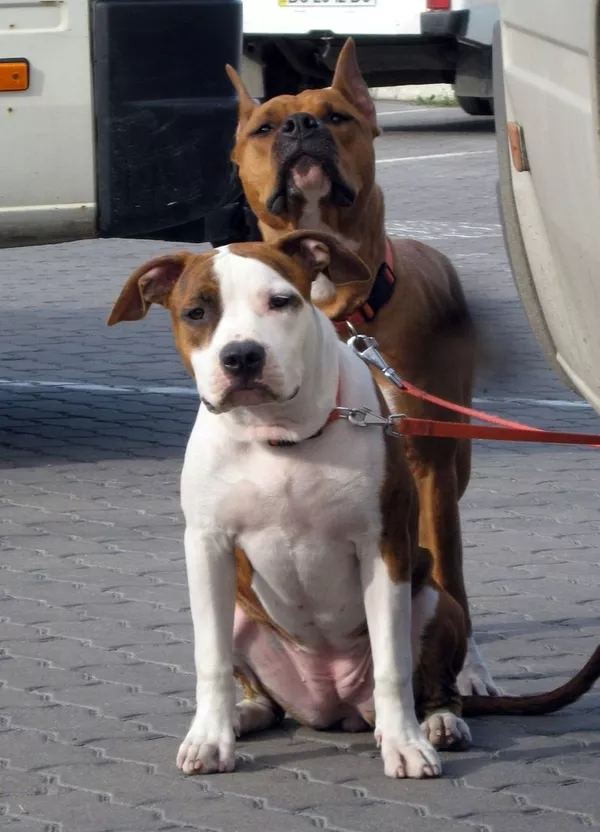 Самые Обаятельные и Привекательные Щенки американского стафордширского 5