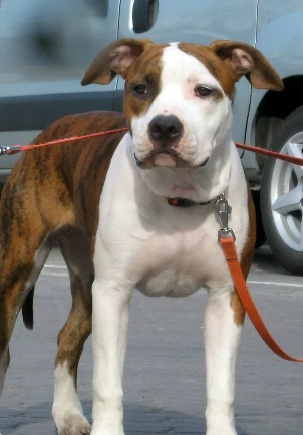 Самые Обаятельные и Привекательные Щенки американского стафордширского 4