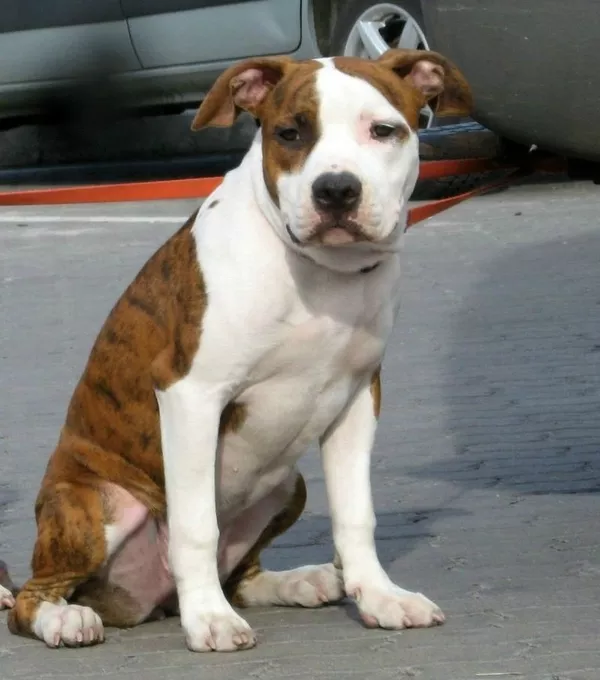 Самые Обаятельные и Привекательные Щенки американского стафордширского 7