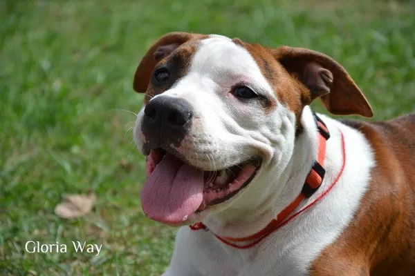 Девочки АСТ амстафф терьер для души и шоу.КСУ