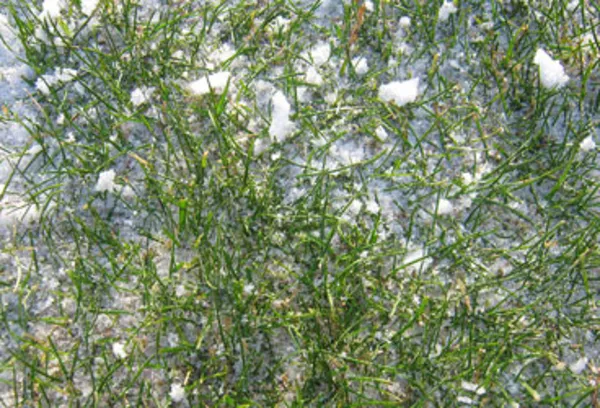 Реставрация газонов 2