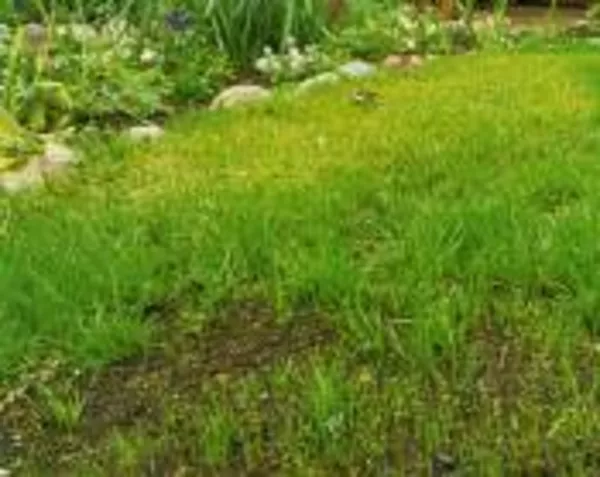 Реставрация газонов 3