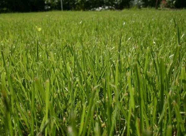 Реставрация газонов 6