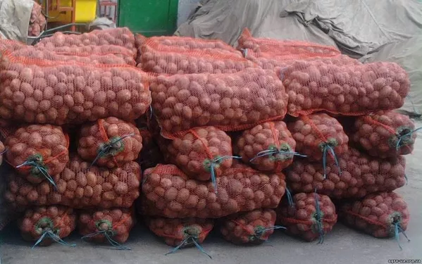 Картофель от производителя