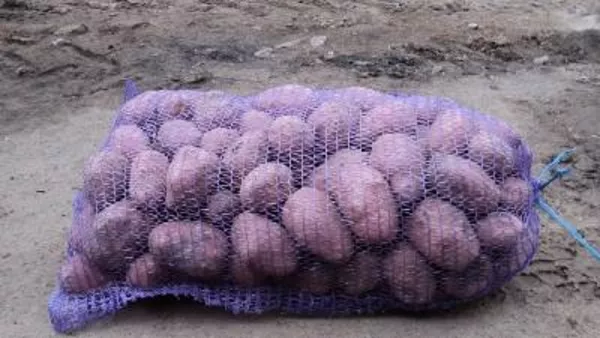 Картопля від виробника