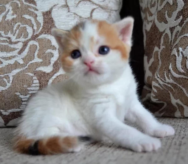 Шотландская вислоухая короткошерстная кошечка-черепашка.