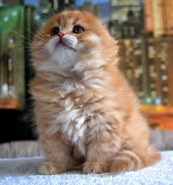 Шотландский котик хайленд фолд Джонатан