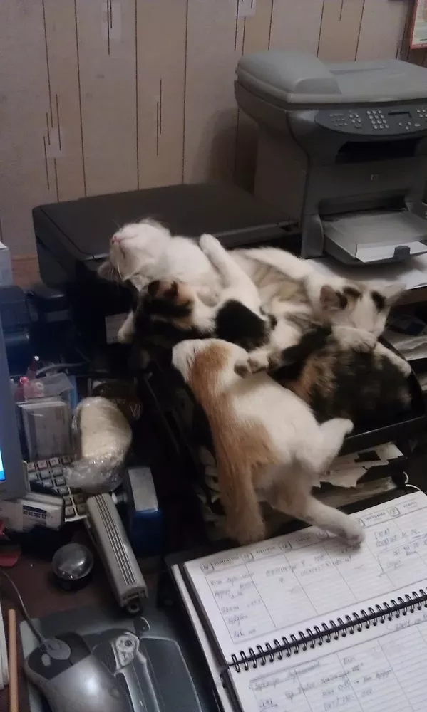 Шукаю хозяїна для котят ( четверо, по3 місяця )!