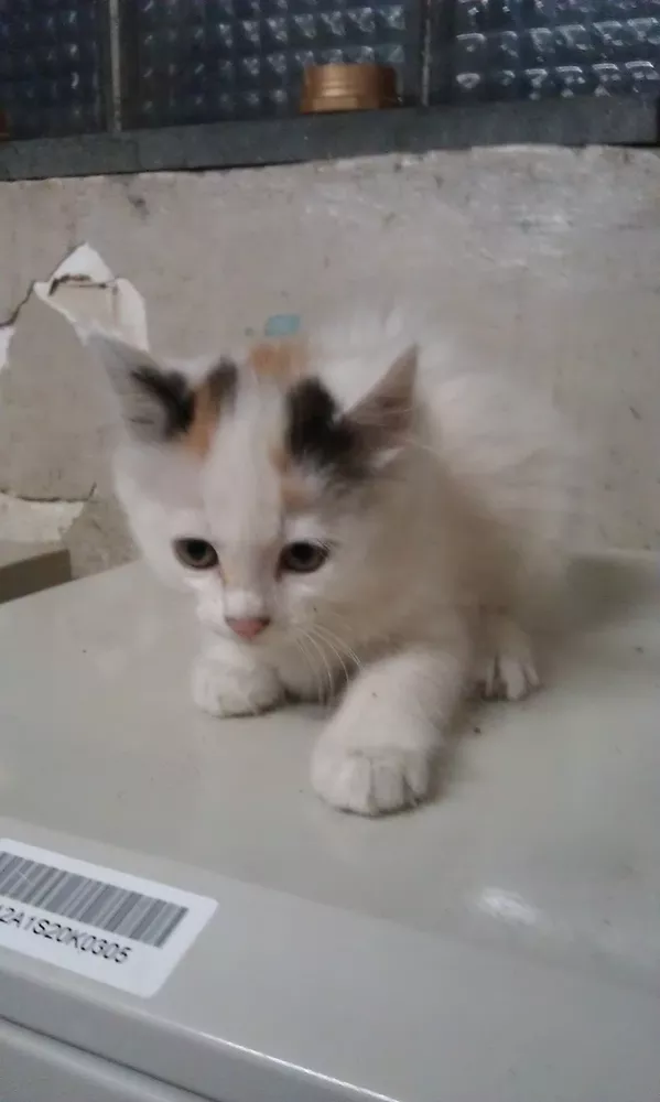 Шукаю хозяїна для котят ( четверо, по3 місяця )! 2