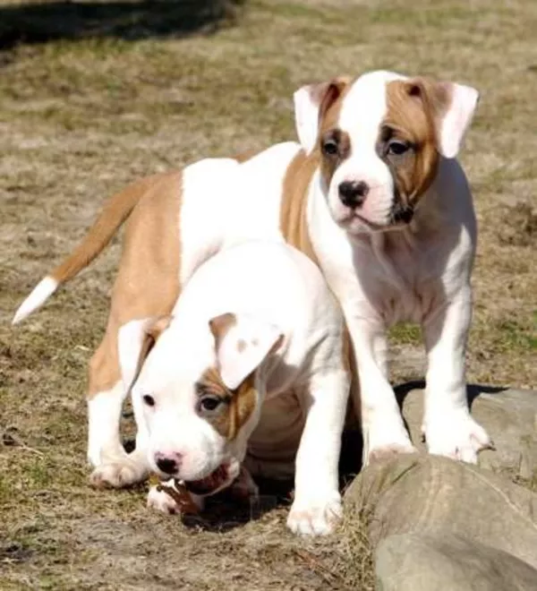 Щенки шоу класса американского стафф. терьера