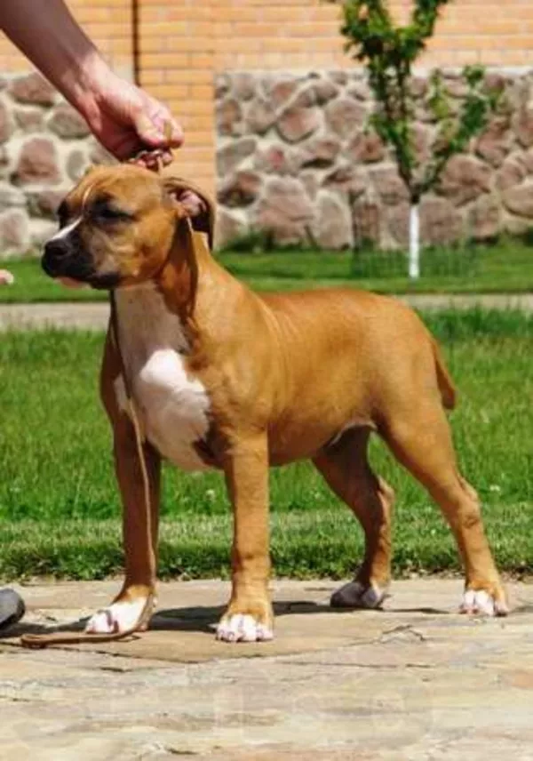 Щенки шоу класса американского стафф. терьера 2