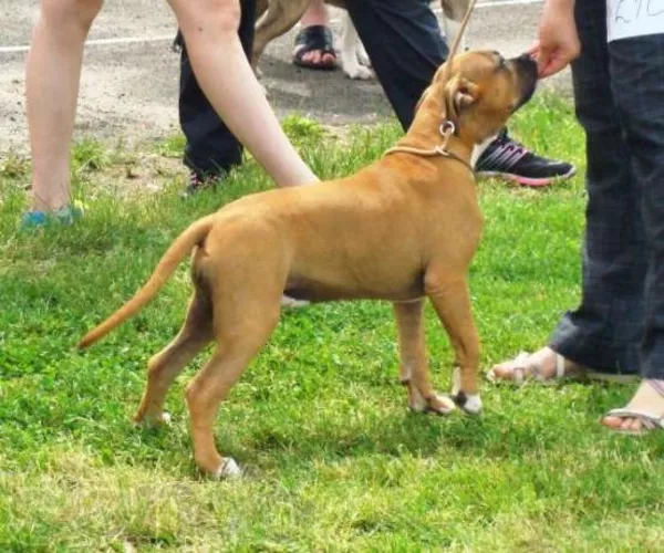 Щенки шоу класса американского стафф. терьера 3