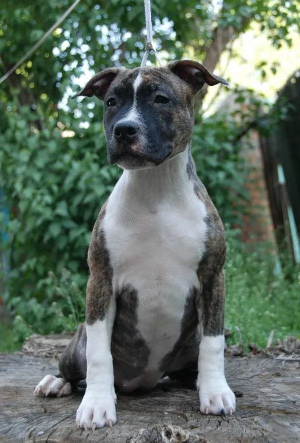 Срочно! Американский стаффордширский терьер 2