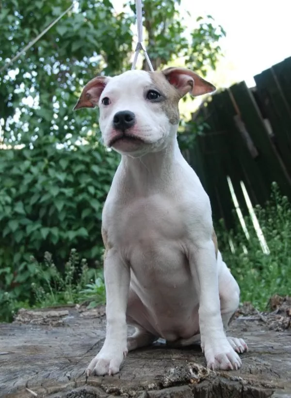 Срочно! Американский стаффордширский терьер 3