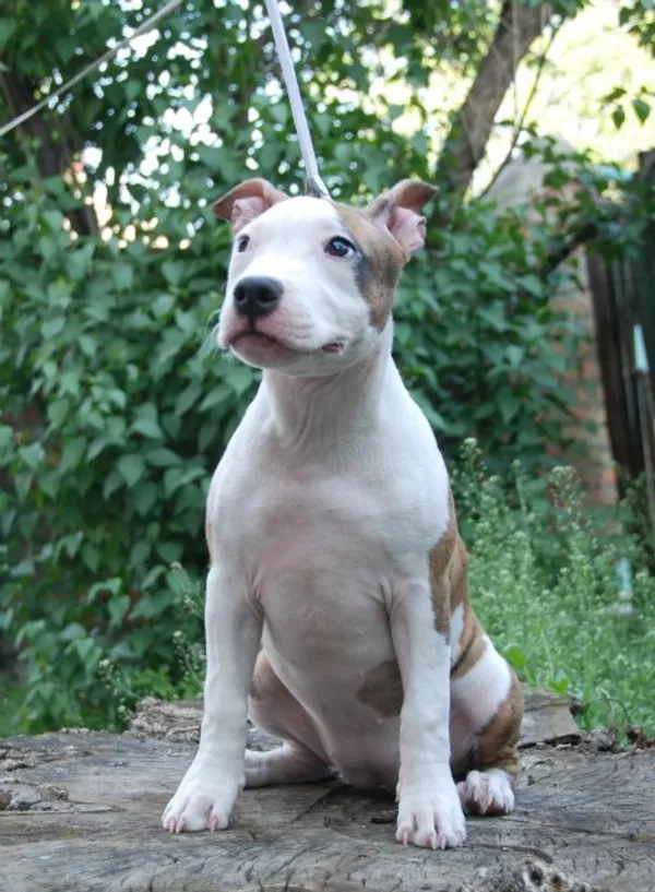 Срочно! Американский стаффордширский терьер 4