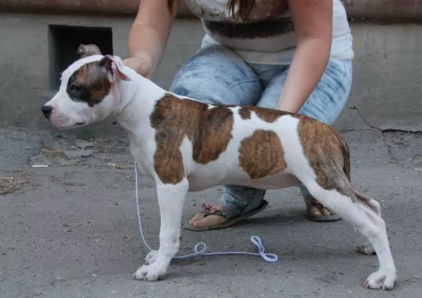 Срочно! Американский стаффордширский терьер 6