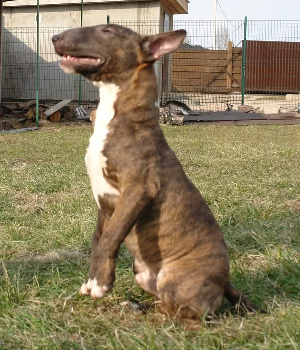 подрощенный щенок-кобель миниатюрного бультерьера 2